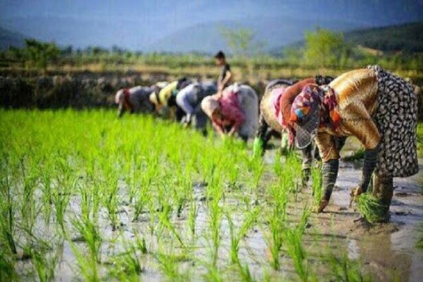 کاهش آب تخصیصی به شالیکاران خراسان‌شمالی در صورت کشت بیش از ۷۰۰۰ متر مکعب 