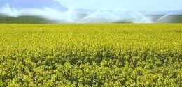 اختصاص 2000 هکتار از اراضی کشاورزی استان به کشت چغندرقند بهاره