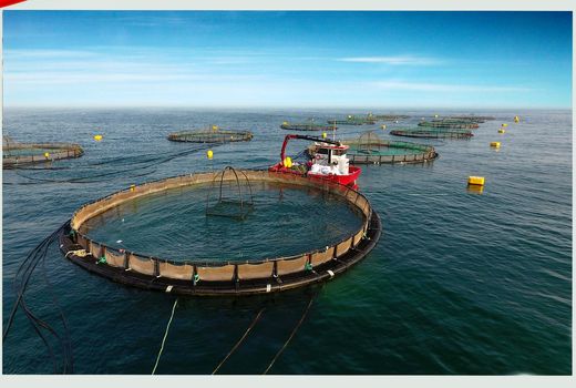 تهیه بسته‌های حمایتی در راستای تولید دانش‌بنیان و اشتغال کارآفرین در بخش آبزی‌پروری