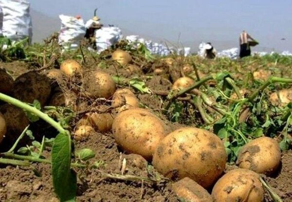  پیش بینی برداشت بیش از 45 هزار تن سیب زمینی از مزارع آذربایجان غربی