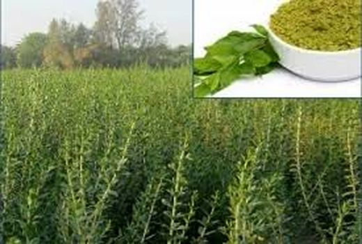 سطح نیم هکتاری  حنا در شهرستان فهرج