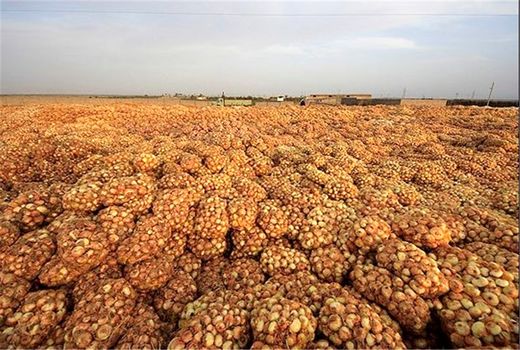 خرید توافقی ۱۳۰ تن محصول پیاز منطقه جنوب کرمان