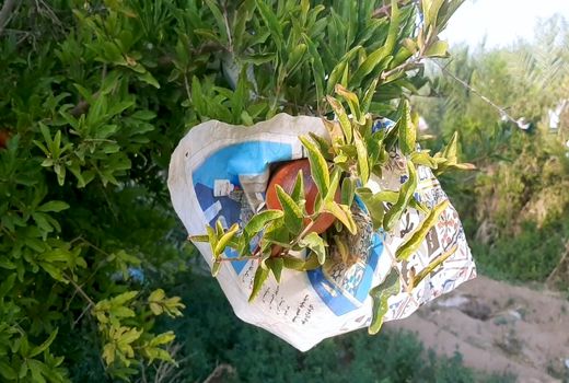 جلوگیری از آفتاب سوختگی انار در خور وبیابانک