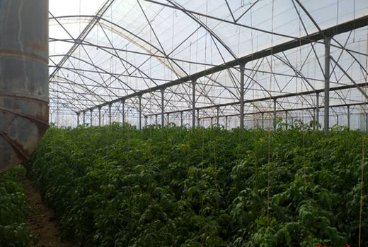 برگزاری جلسه ستاد توسعه گلخانه های استان