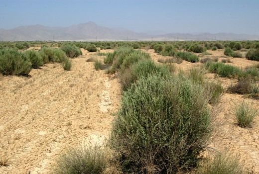 آغاز عملیات کاشت آتریپلکس در 400 هکتار از مراتع استان تهران