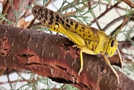 رصد ملخ صحرایی در یک میلیون و 850 هزار هکتار از مراتع سیستان و بلوچستان