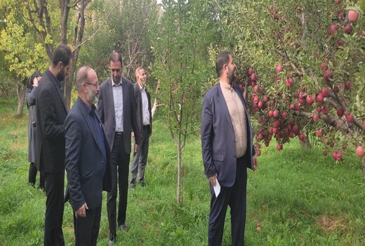 آغاز برداشت خوش عطرترین سیب آذربایجان شرقی از باغات شهر زنوز