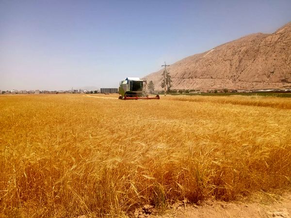 آغاز عملیات برداشت جو در شهرستان زرقان