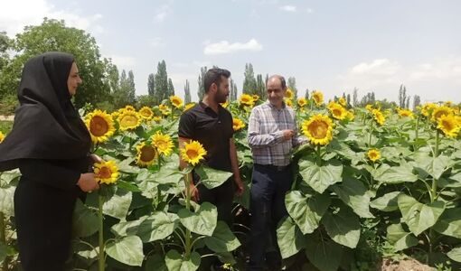 پیش‌بینی تولید ۸ هزار تن آفتابگردان آجیلی با بهره‌گیری از ارقام هیبرید در شهرستان مرند