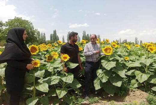 پیش‌بینی تولید ۸ هزار تن آفتابگردان آجیلی با بهره‌گیری از ارقام هیبرید در شهرستان مرند