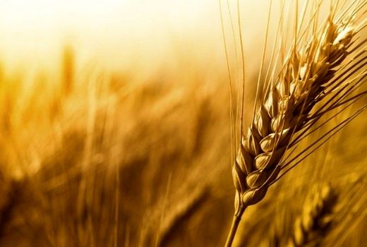 توزیع ۴۲۰ هزار تن بذور اصلاح شده میان کشاورزان