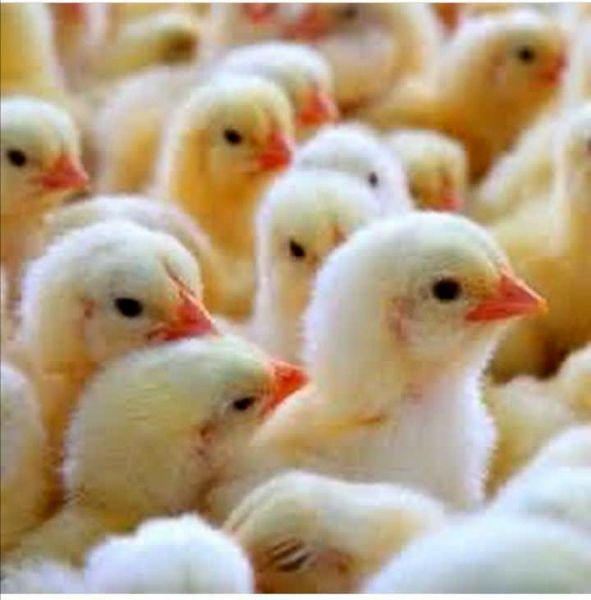 جوجه‌ریزی ۲۰۰ هزار قطعه مرغ گوشتی در واحدهای مرغداری شهرستان اردل