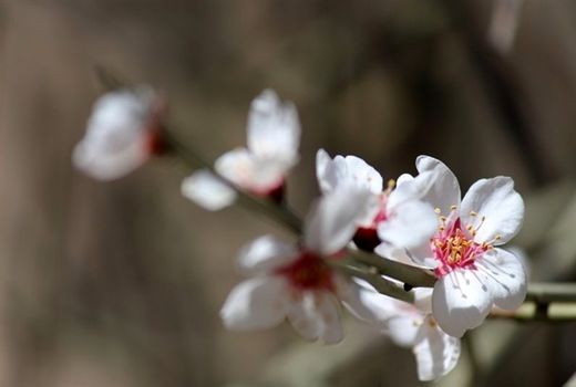 بازشدن زودهنگام شکوفه‌های سامان در فصل زمستان