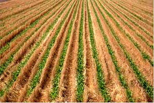 افزایش حاصلخیزی خاک با اجرای خاک ورزی حفاظتی
