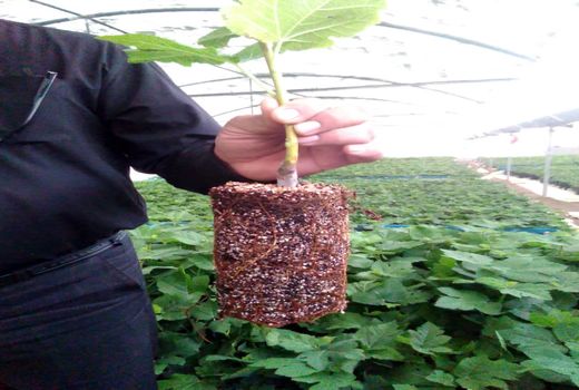 افتتاح گلخانه ها در هفته دولت در شهرستان نی ریز