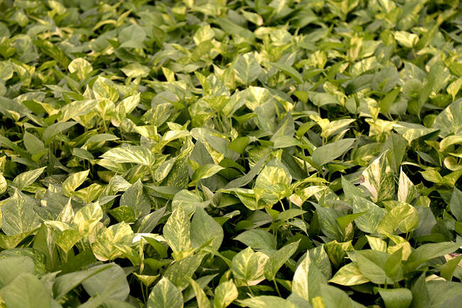 گلخانه صادراتی محلات استان مرکزی