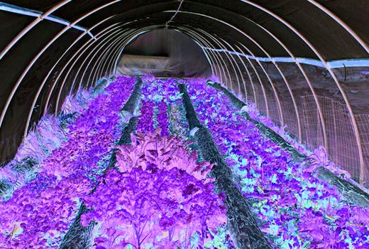 بازگشت ۹۵ واحد نیمه فعال و راکد بخش کشاورزی به چرخه تولید