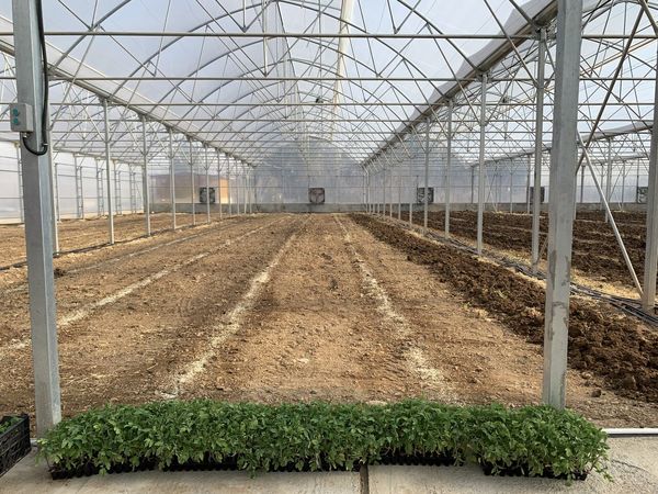 توجه به صادرات محصولات گلخانه‌ای اصفهان ضروری است