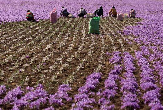 فعالیت 25 شرکت سهامی‌زراعی در کشور