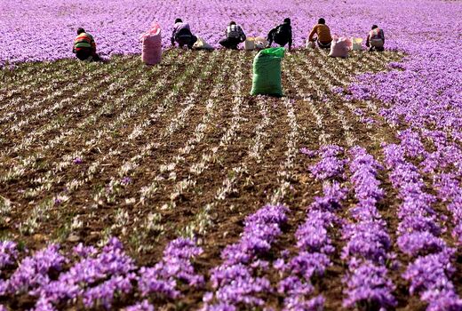 فعالیت 25 شرکت سهامی‌زراعی در کشور