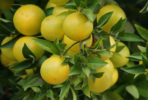 آغاز برداشت پنج‌ماهه مرکبات در شهرستان ارزوئیه از نیمه آبان‌ماه
