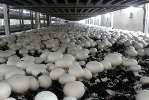 یک واحد تولید کننده قارچ در استان قزوین موفق به دریافت نشان گواهی حدمجاز آلاینده‌ها شد