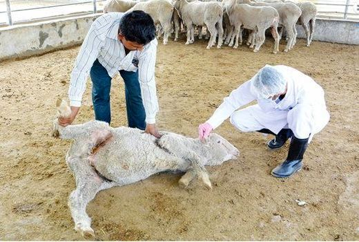 خشکسالی در خراسان شمالی بیماری مشترک بین انسان و دام را افزایش داد