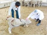 خشکسالی در خراسان شمالی بیماری مشترک بین انسان و دام را افزایش داد