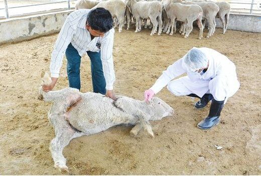 خشکسالی در خراسان شمالی بیماری مشترک بین انسان و دام را افزایش داد