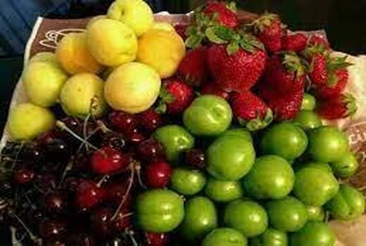 تولید 1800 تن میوه دانه دار و دانه ریز در بابل