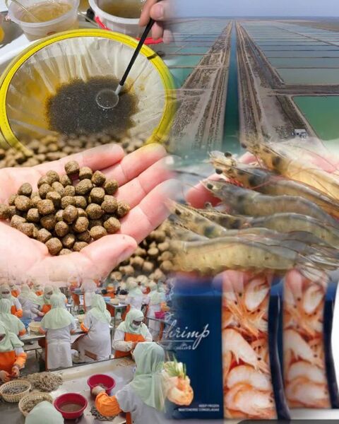 توسعه زنجیره ارزش میگو در گلستان؛ فرصتی استراتژیک برای سرمایه‌گذاری کلان