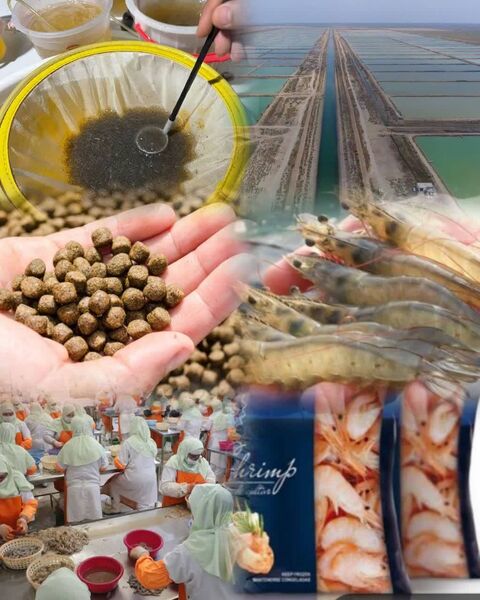 توسعه زنجیره ارزش میگو در گلستان؛ فرصتی استراتژیک برای سرمایه‌گذاری کلان