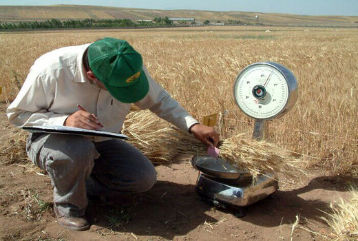 طرح جهش تولید در دیم‌زارها فرصتی برای توسعه کشاورزی حفاظتی در کشور