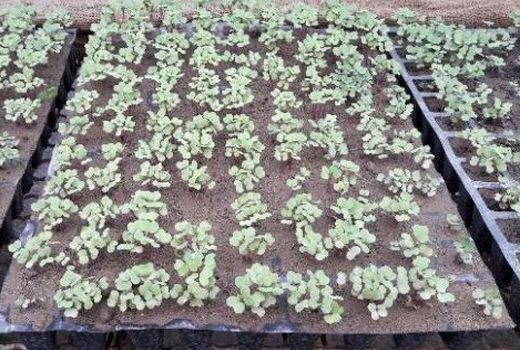 کشت نشایی کلزا از اولویت‌های جهادکشاورزی فارس است