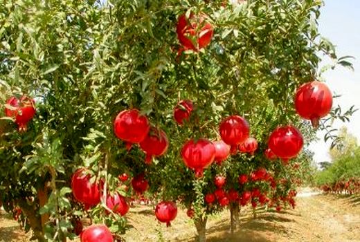 آغاز برداشت انار از انارستان‌های اردستان