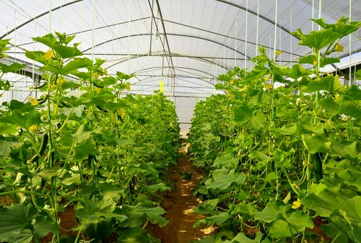 ضرورت تغییر الگوی کشت و توسعه گلخانه‌ها در شهرستان بروجن 