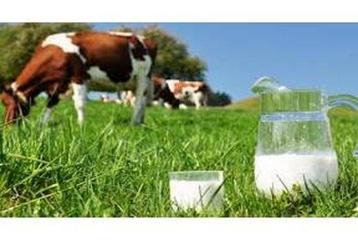 تولید 33 هزار تن شیر خام در میاندورود 