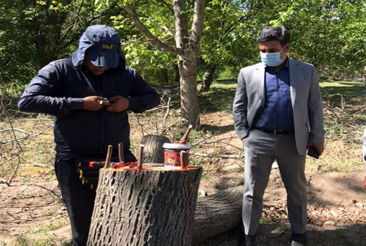 تعویض تاج درختان گردو در سطح 10 هکتار در شهرستان مراغه