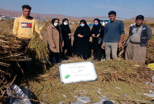 برداشت 40 تن دانه روغنی کنجد در شهرستان جلفا