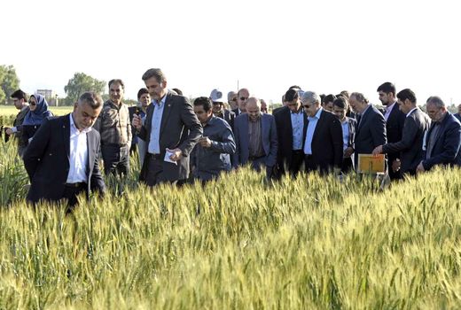 واگذاری ۴ دانش فنی ارقام اصلاح‌شده زراعی به بخش‌خصوصی 