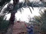 آغاز مبارزه با آفاتِ خرما در خور