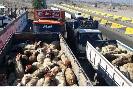 سرپرست سازمان امور عشایر ایران: توسعه تکنولوژی، راهکار مقابله با مال‌دزدی در مناطق عشایری

