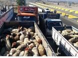 سرپرست سازمان امور عشایر ایران: توسعه تکنولوژی، راهکار مقابله با مال‌دزدی در مناطق عشایری

