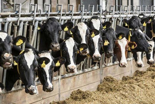 رونق دامپروری در شهرستان شهرکرد