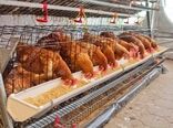 جوجه‌ریزی انجام شد اما هنوز نهاده تحویل نشده است