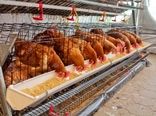 جوجه‌ریزی انجام شد اما هنوز نهاده تحویل نشده است