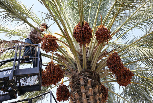 آغاز خرید تضمینی خرمای استعمران توسط سازمان تعاون روستایی
