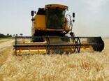 برداشت جو در بیش از ۳۸ هزار هکتار از اراضی آذربایجان غربی آغاز شد