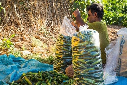 سرمازدگی خیار باعث افزایش قیمت آن شد