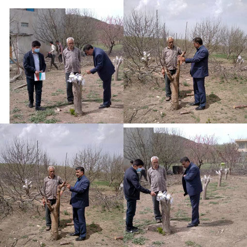 تعویض تاج و سرشاخه کاری بهترین راهکار اصلاح باغ‌های گردوی ناهمگن در آذربایجان شرقی 